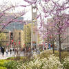 Students walking on Polett Walk toward the Bell Tower in Spring